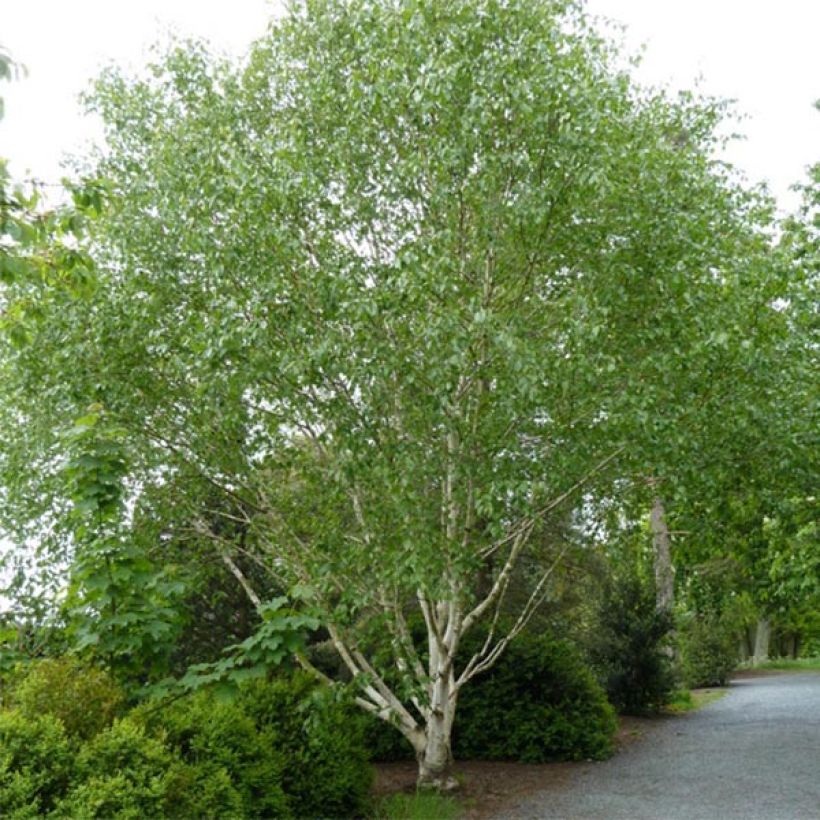 Betula utilis var. jacquemontii Doorenbos - Betulla dell’Himalaya (Porto)