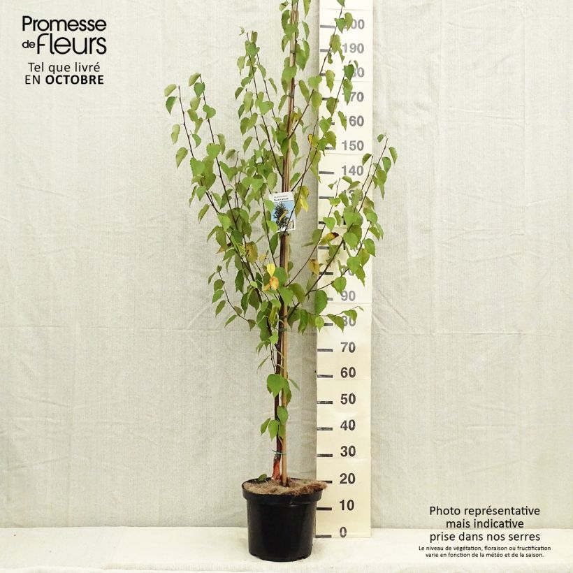 Esemplare di Bouleau de Chine - Betula albosinensis Fascination pot de 7,5L come consegnato in autunno