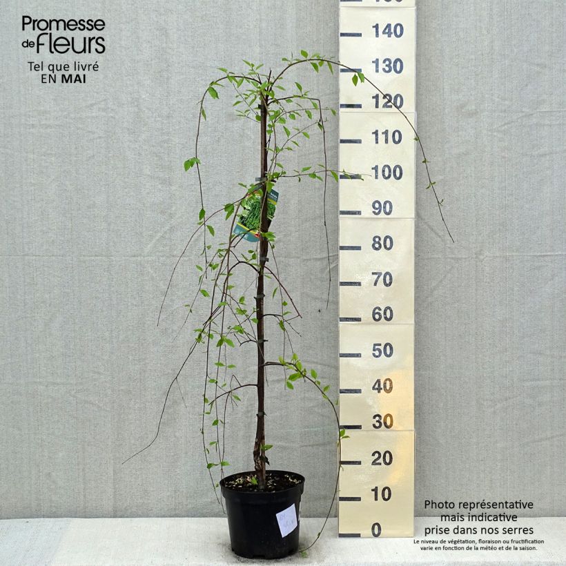 Bouleau noir - Betula nigra Summer Cascade Pot de 4l/5L esemplare consegnato in primavera