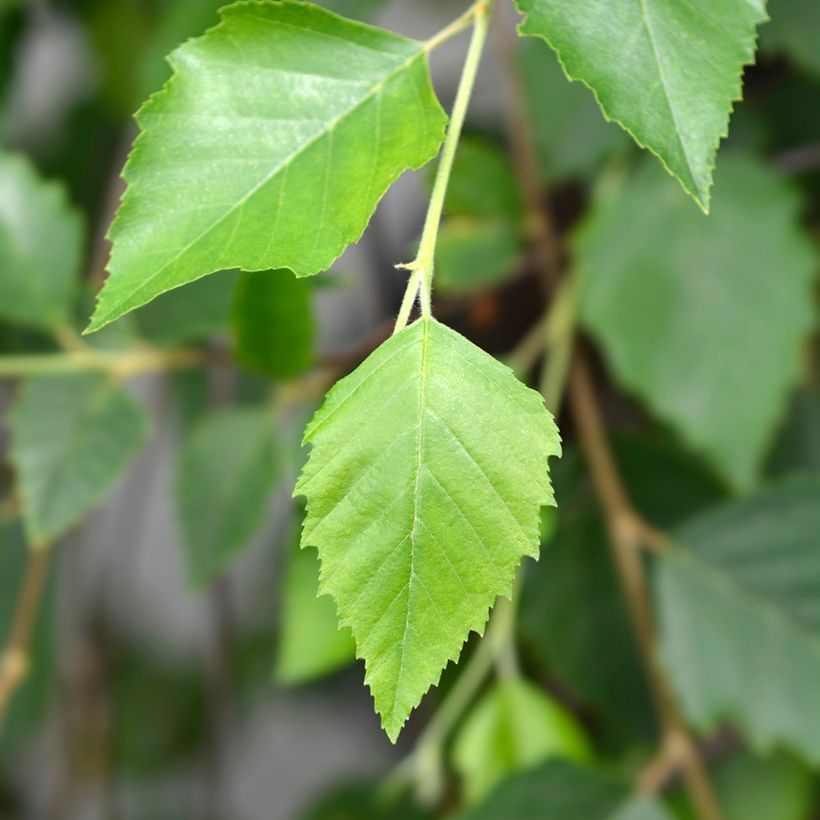 Betula nigra Summer Cascade - Betulla nera (Fogliame)