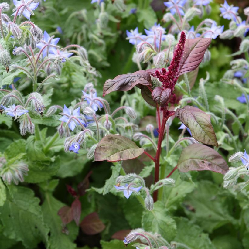 Borago officinalis Bio - Borragine comune (Porto)