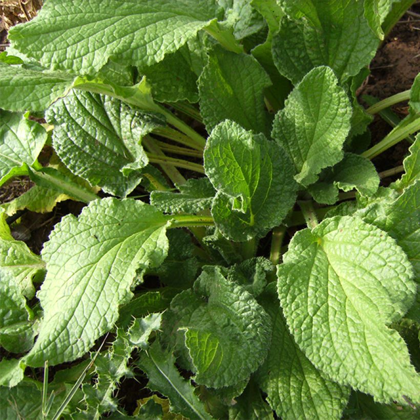 Borago officinalis Bio - Borragine comune (Fogliame)