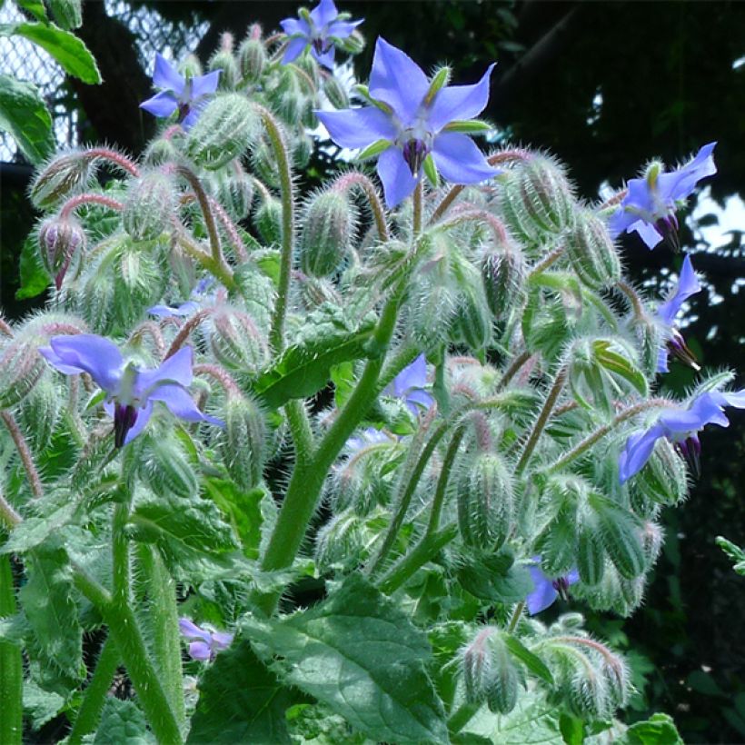 Borago officinalis Bio - Borragine comune (Fioritura)