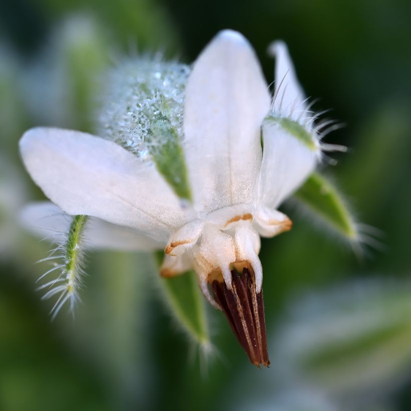 Borago officinalis Alba - Borragine comune (Fioritura)