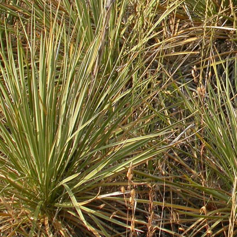 Bouteloua curtipendula (Fogliame)