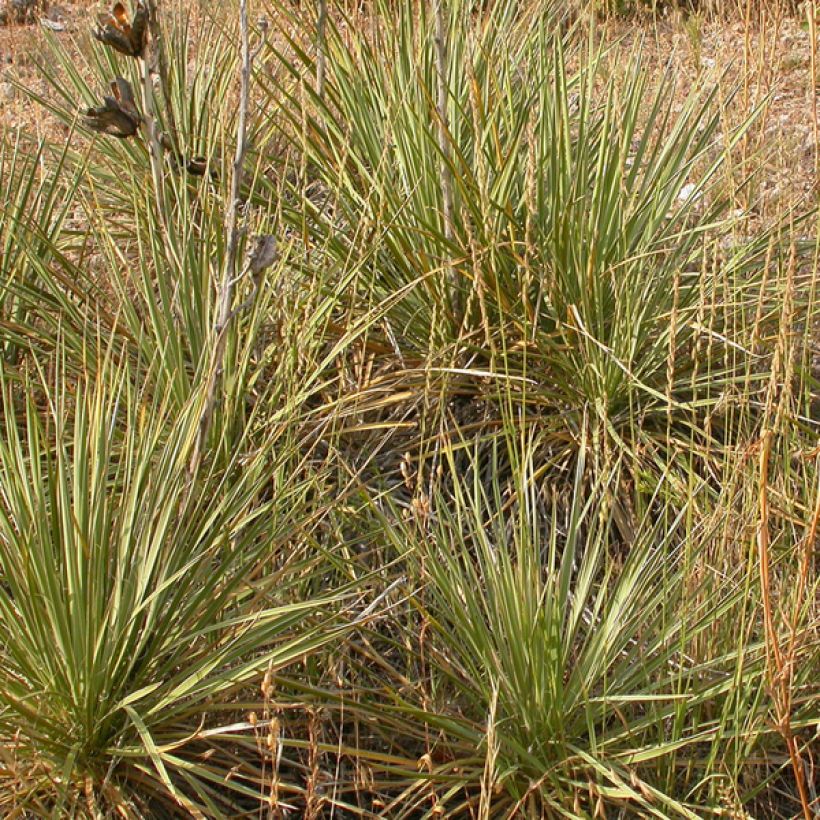 Bouteloua curtipendula (Porto)