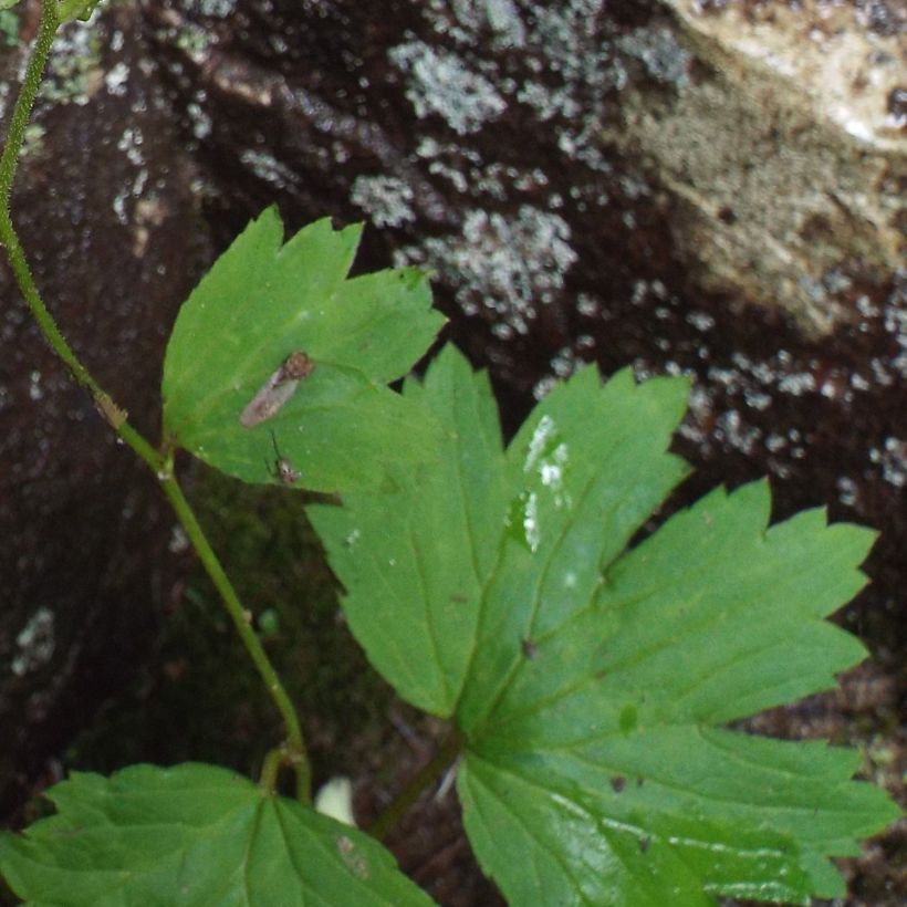 Boykinia aconitifolia (Fogliame)