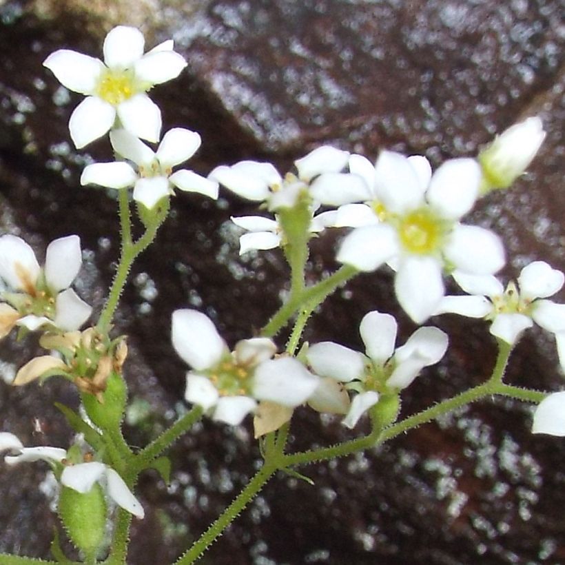 Boykinia aconitifolia (Fioritura)