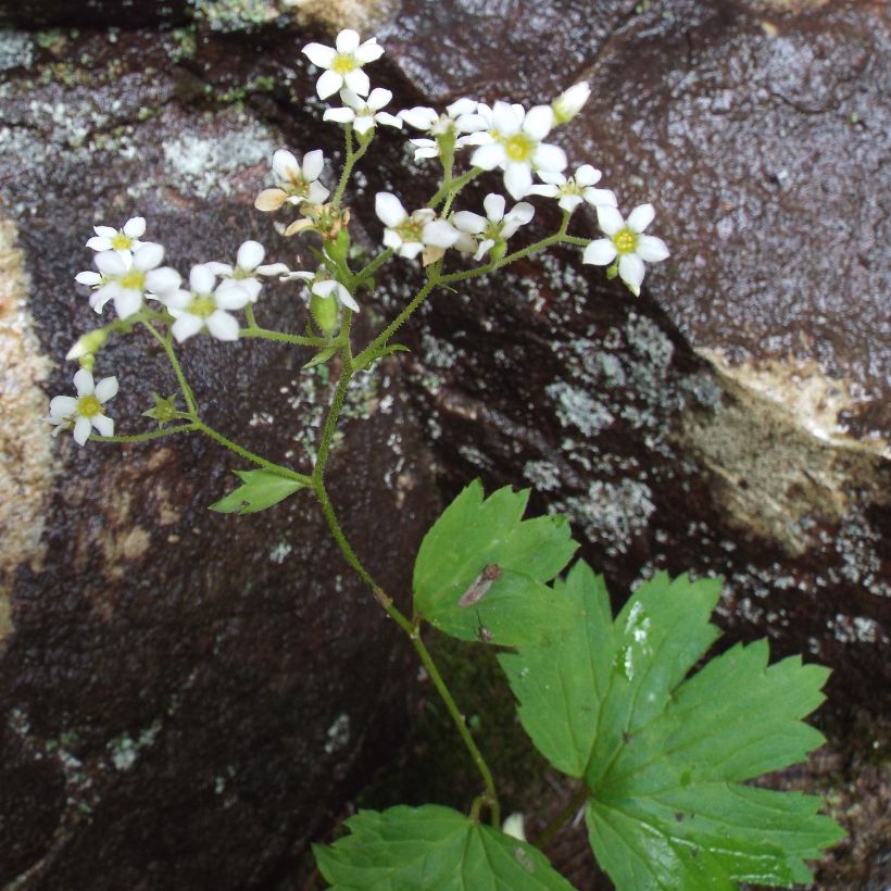 Boykinia aconitifolia (Porto)