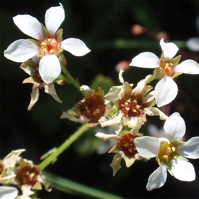 Boykinia major (Fioritura)