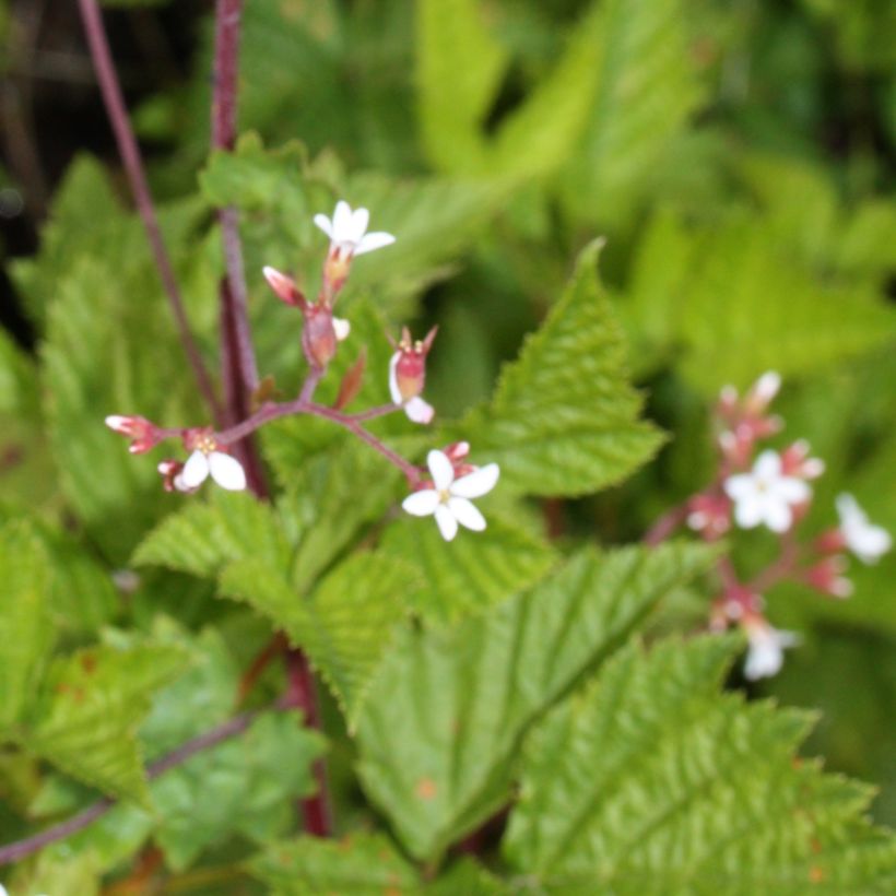 Boykinia occidentalis (Fogliame)