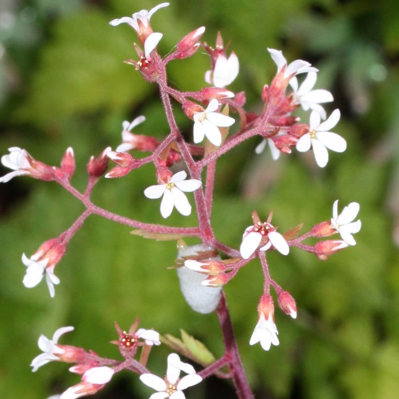 Boykinia occidentalis (Fioritura)