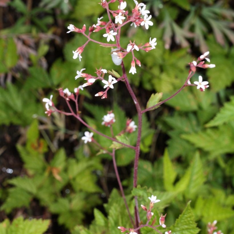 Boykinia occidentalis (Porto)