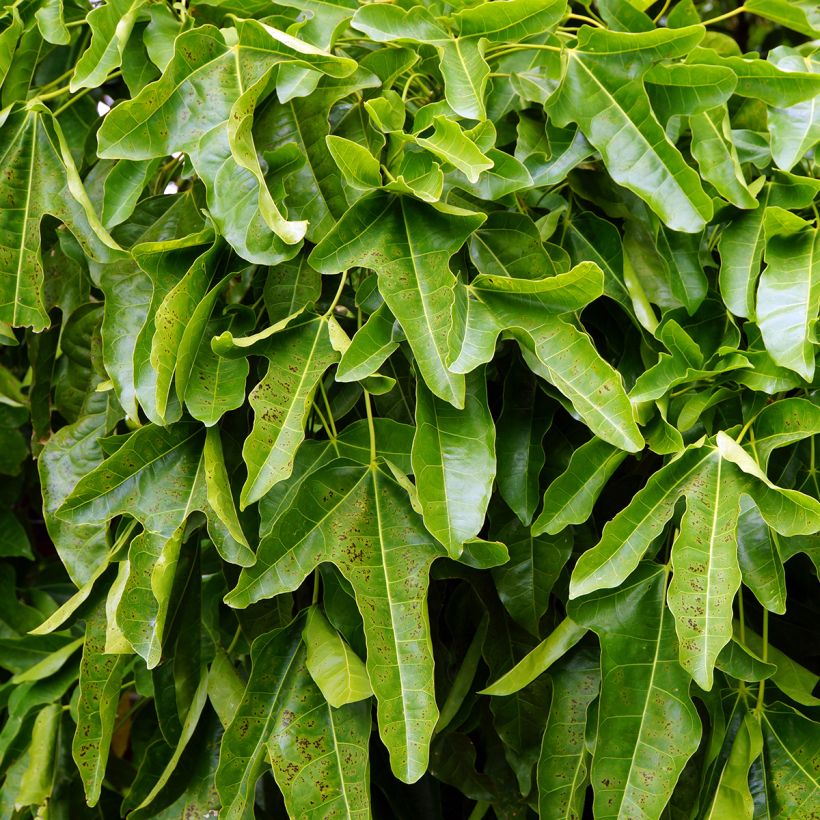 Brachychiton acerifolius - Albero fiamma (Fogliame)