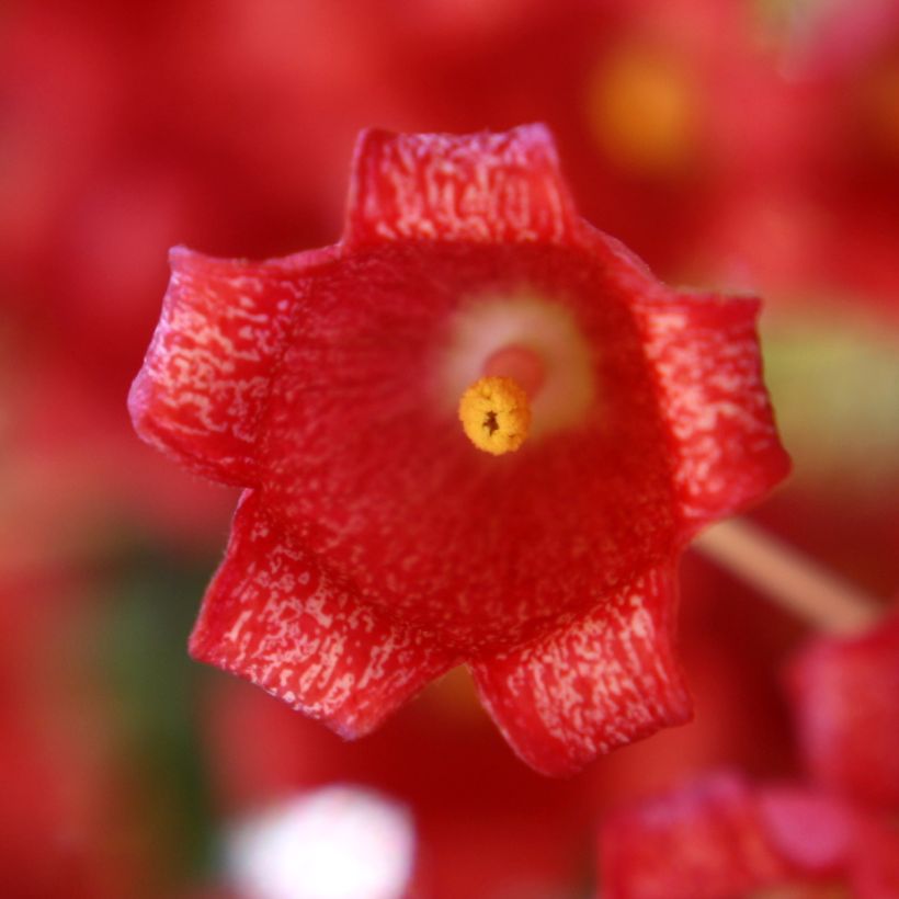 Brachychiton acerifolius - Albero fiamma (Fioritura)