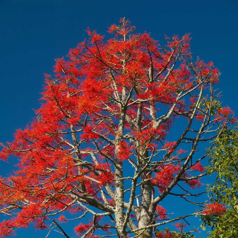 Brachychiton acerifolius - Albero fiamma (Porto)