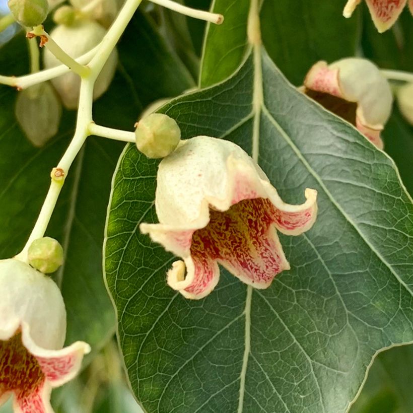 Brachychiton populneus - Albero a bottiglia (Fioritura)