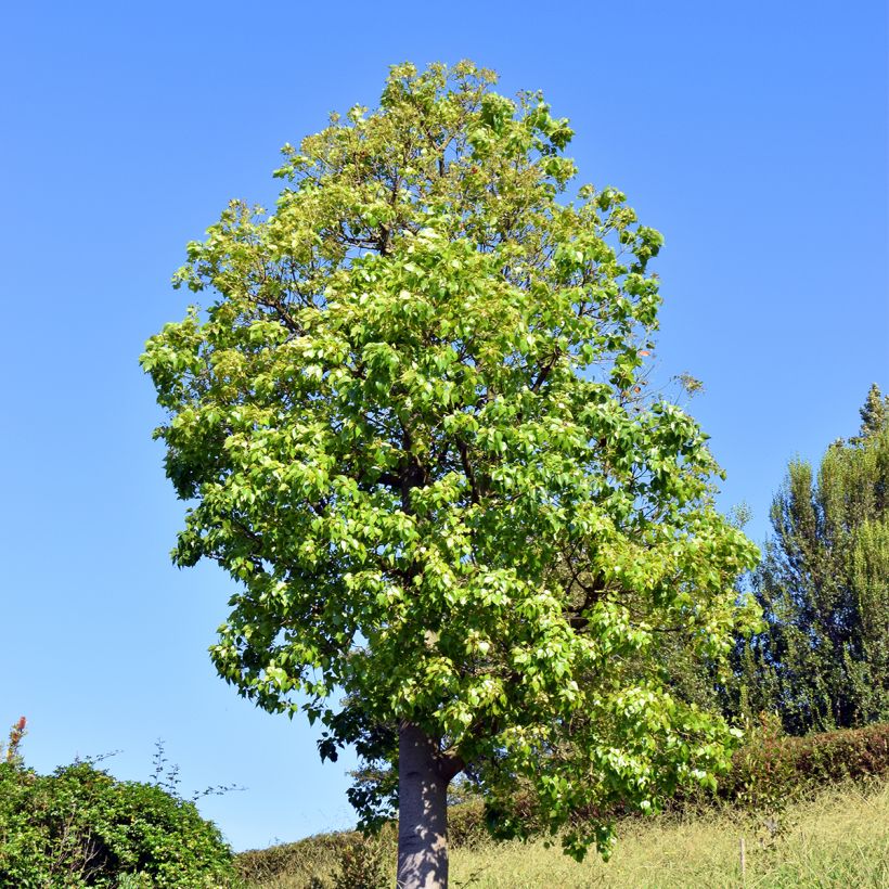 Brachychiton populneus - Albero a bottiglia (Porto)