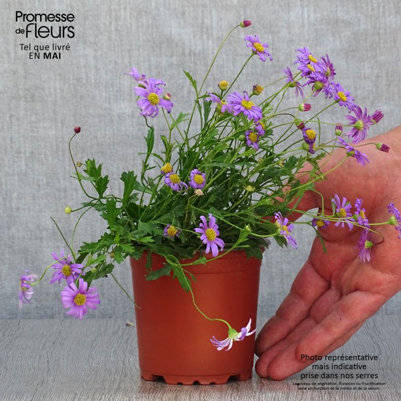 Brachycome Brasco Violet - pot de 10/11cm esemplare consegnato in primavera