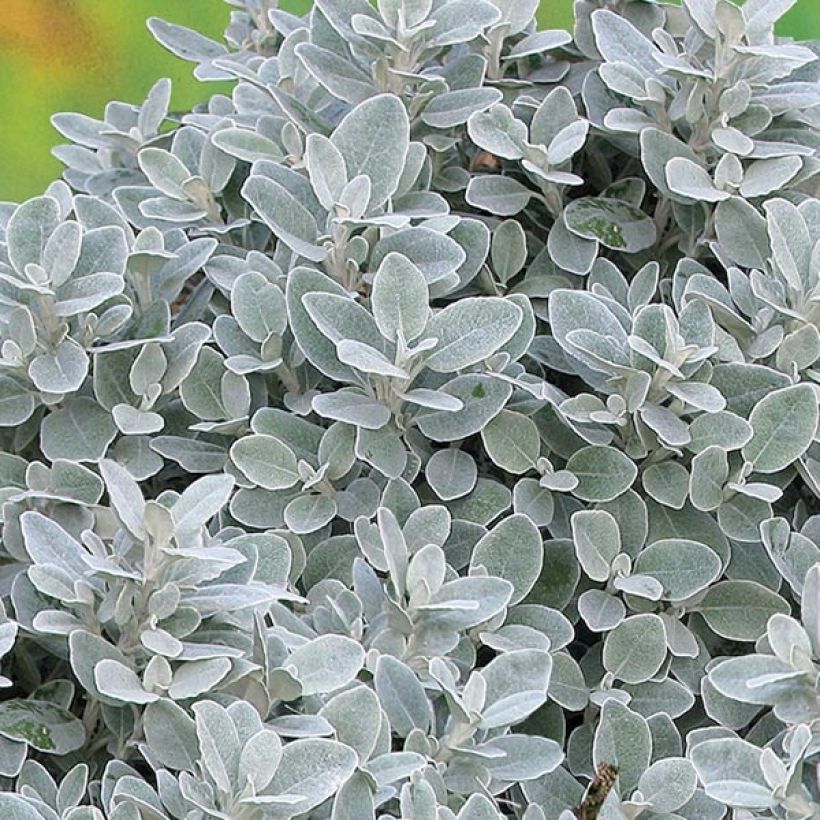 Senecio greyi Walberton's Silver Dormouse (Fogliame)