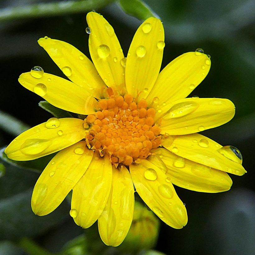 Senecio greyi Walberton's Silver Dormouse (Fioritura)