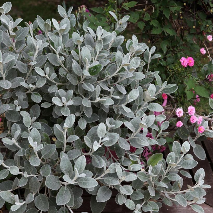 Senecio greyi Walberton's Silver Dormouse (Porto)