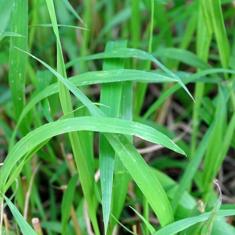 Brachypodium sylvaticum - Paleo silvestre (Fogliame)