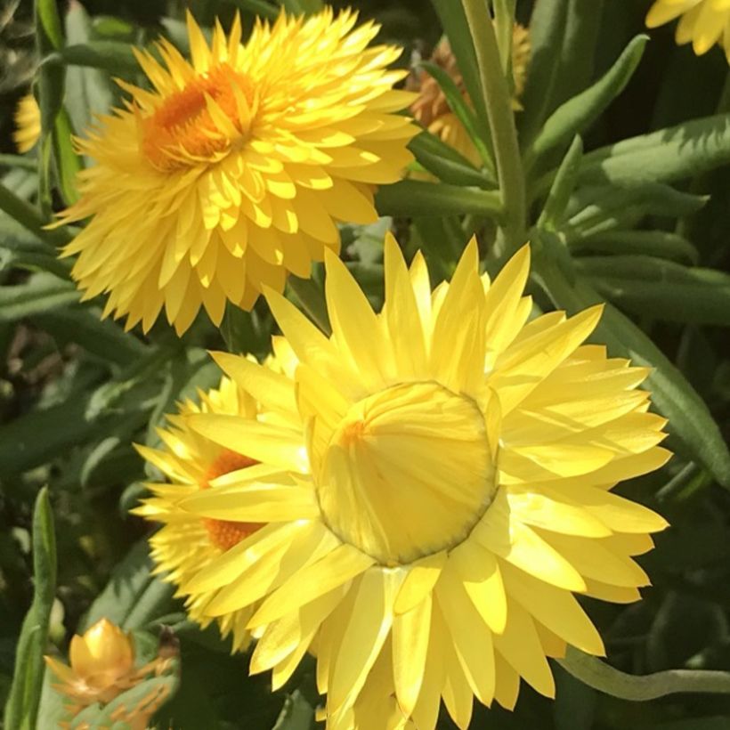 Bracteantha bracteata Granvia Gold - Elicriso (Fioritura)