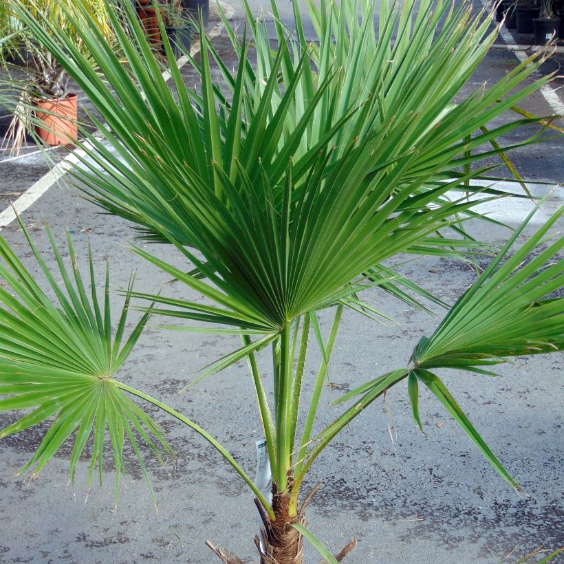 Brahea edulis - Palma della Guadalupa (Porto)