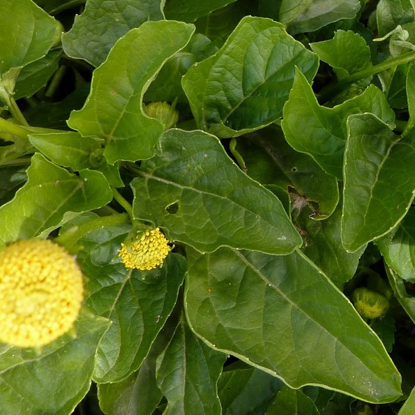 Acmella oleracea Crescione del Brasile (Fogliame)