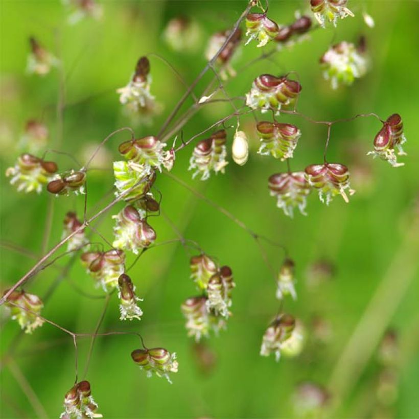 Briza media - Sonaglini comuni (Fioritura)