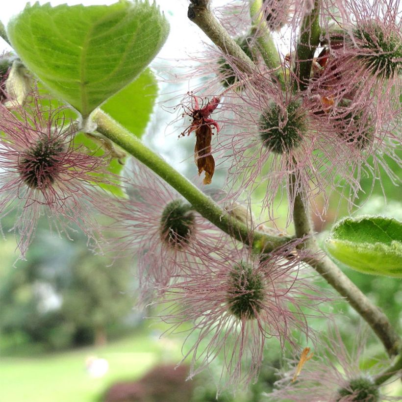 Broussonetia papyrifera - Gelso da carta (Fioritura)