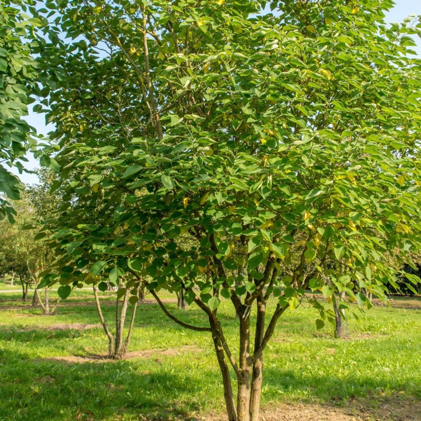 Broussonetia papyrifera - Gelso da carta (Porto)