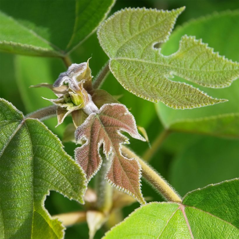 Broussonetia papyrifera - Gelso da carta (Fogliame)