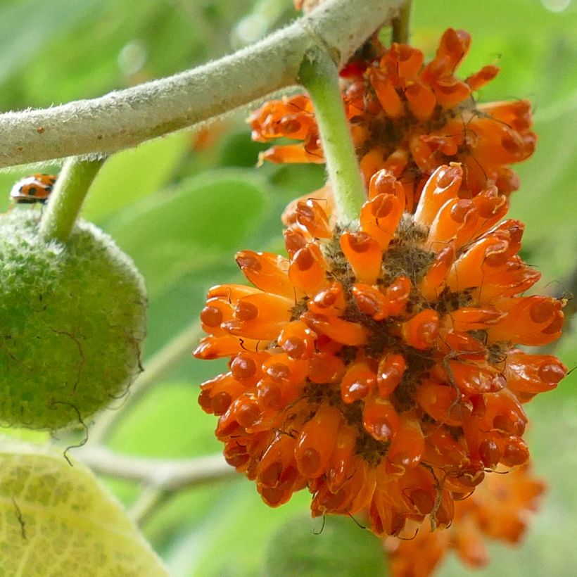 Broussonetia papyrifera - Gelso da carta (Raccolta)