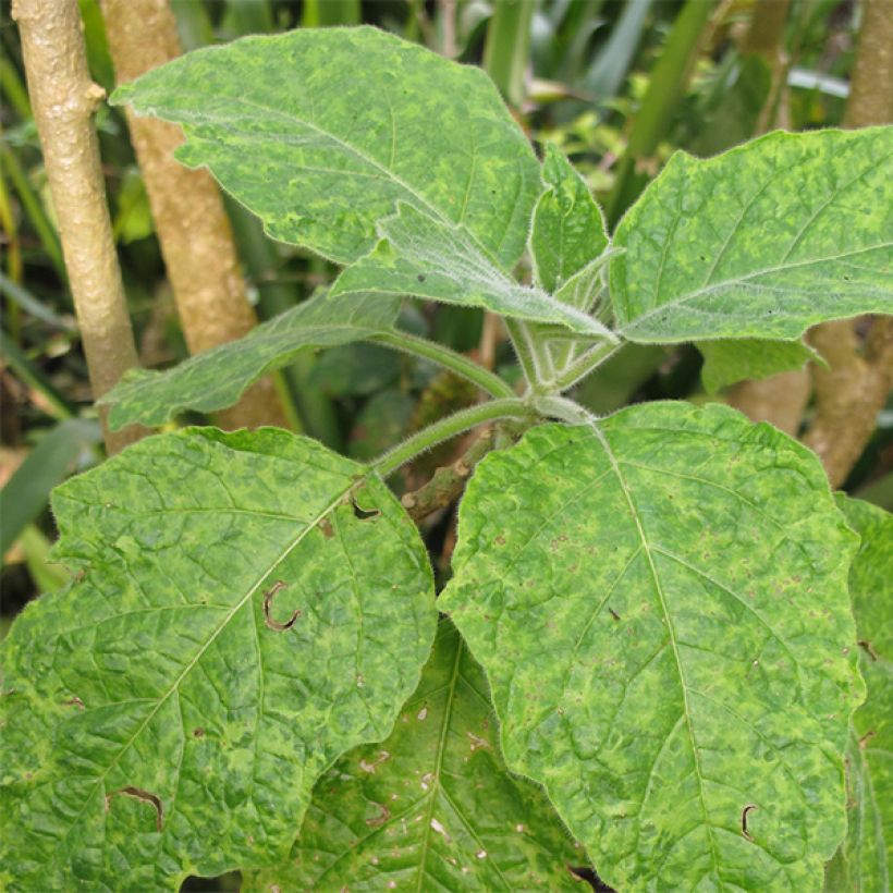 Brugmansia sanguinea - Tromba d'angelo (Fogliame)