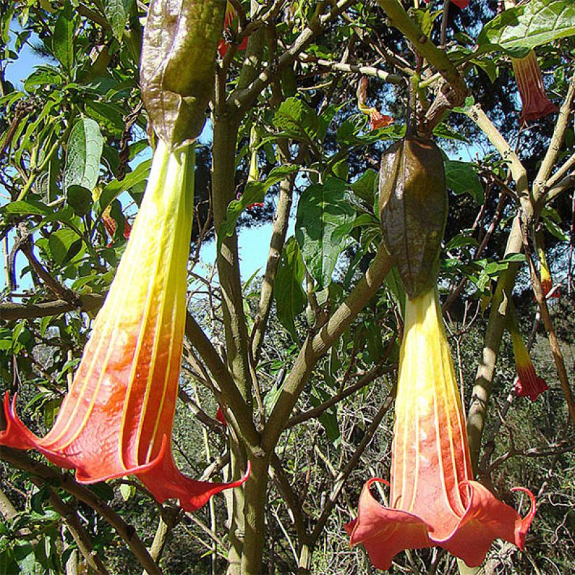 Brugmansia sanguinea - Tromba d'angelo (Fioritura)