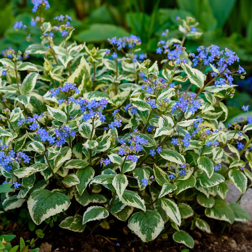 Brunnera macrophylla Variegata (Porto)