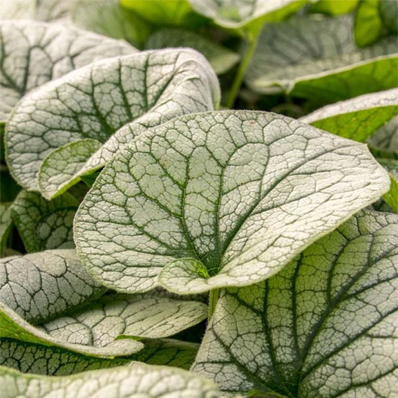 Brunnera macrophylla Alexander's Great (Fogliame)