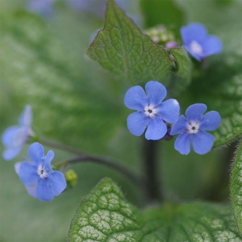 Brunnera macrophylla Alexander's Great (Fioritura)