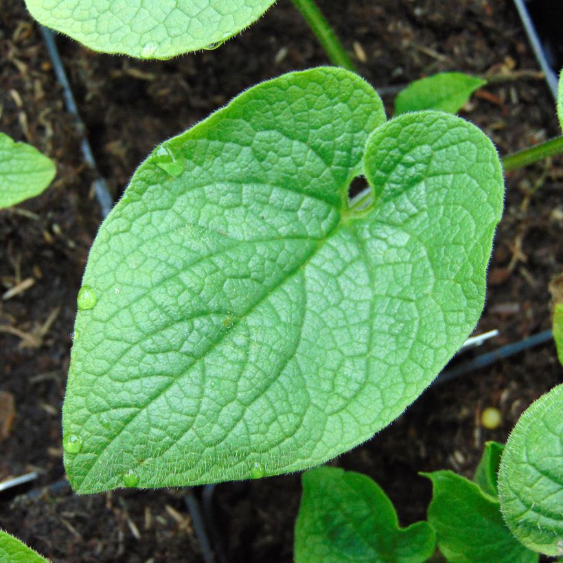 Brunnera macrophylla Betty Bowring (Fogliame)