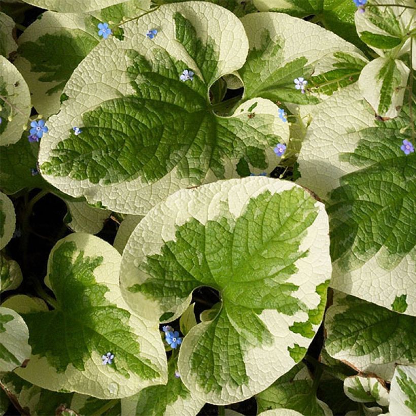 Brunnera macrophylla Dawson's White (Fogliame)