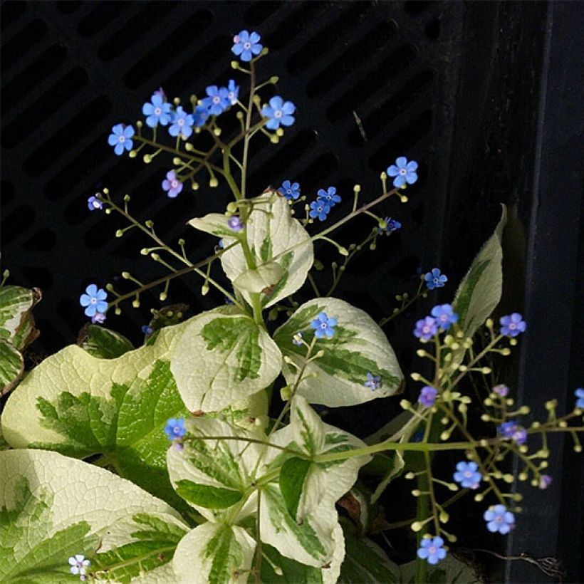 Brunnera macrophylla Dawson's White (Fioritura)