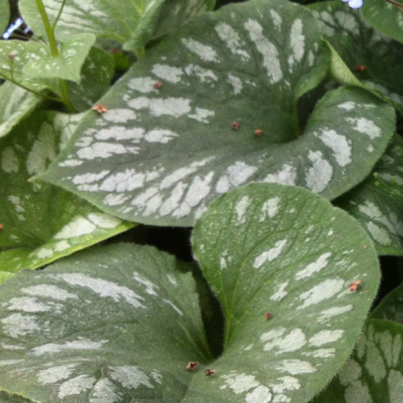 Brunnera macrophylla Emerald Mist (Fogliame)