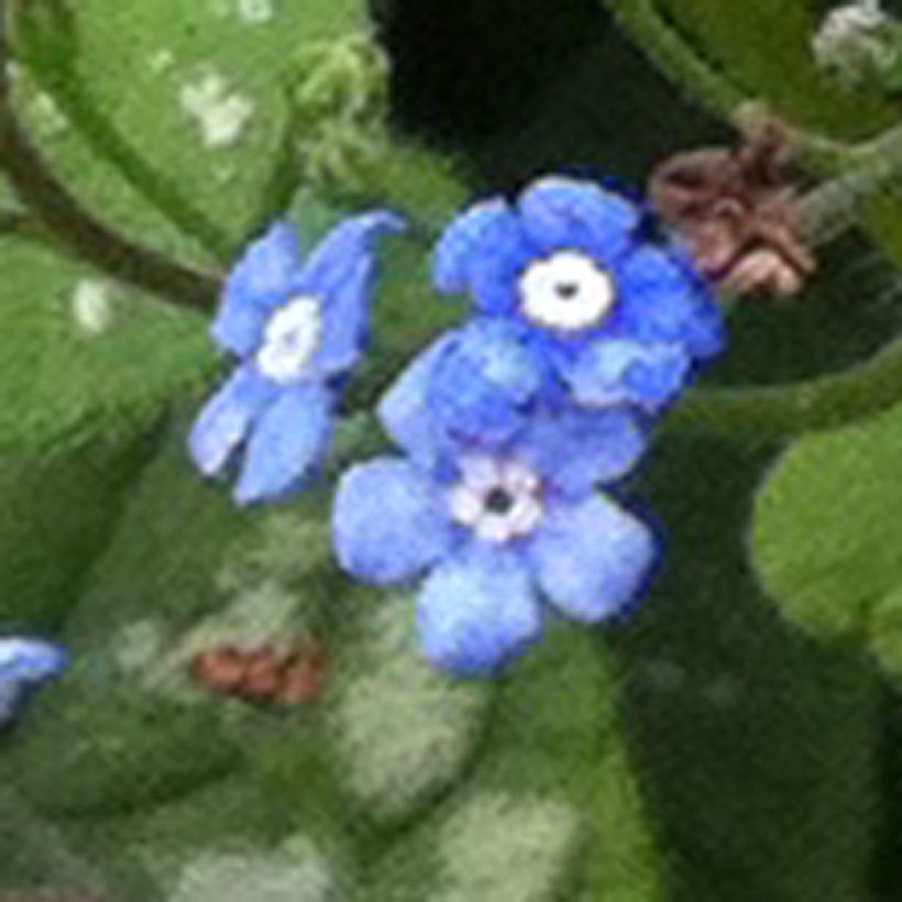 Brunnera macrophylla Emerald Mist (Fioritura)