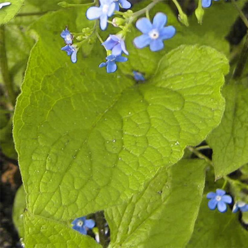 Brunnera macrophylla Green Gold (Fogliame)