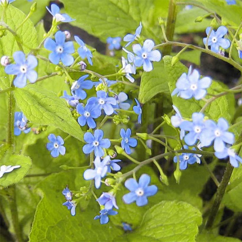 Brunnera macrophylla Green Gold (Fioritura)