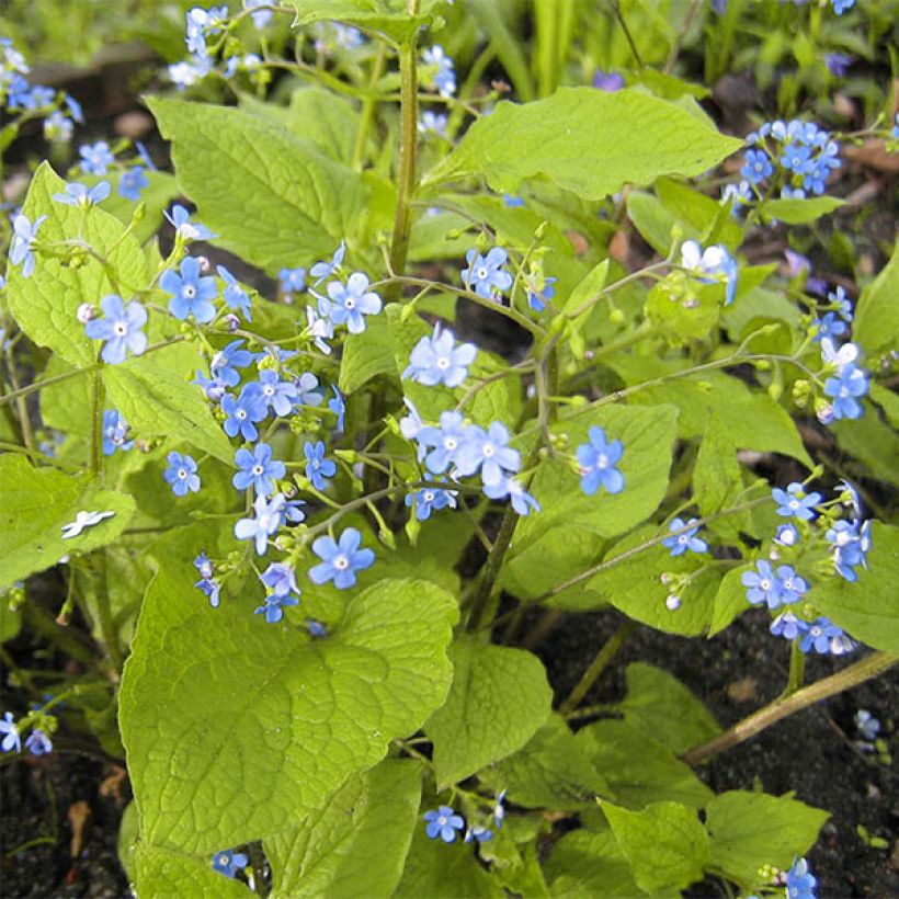 Brunnera macrophylla Green Gold (Porto)