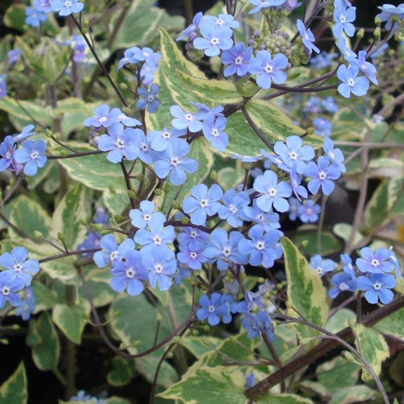 Brunnera macrophylla Hadspen Cream (Fioritura)