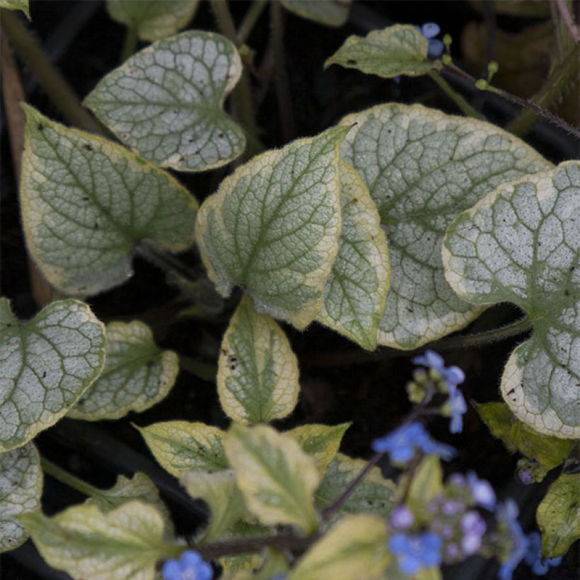 Brunnera macrophylla King's Ramson (Fogliame)